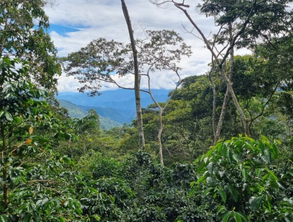 Coffee farm specialty coffee Peru