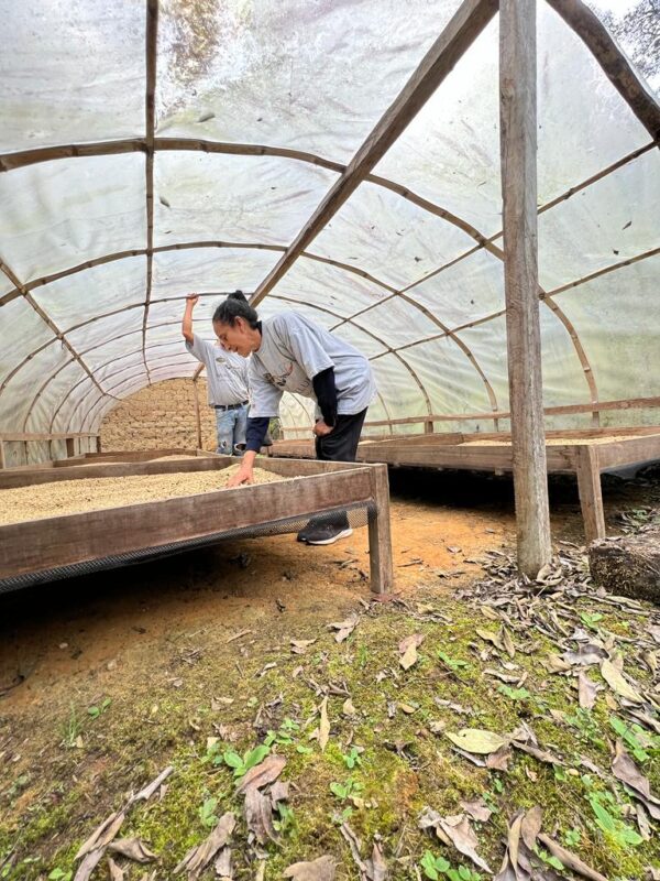 Specialty coffee Cajamarca Peru