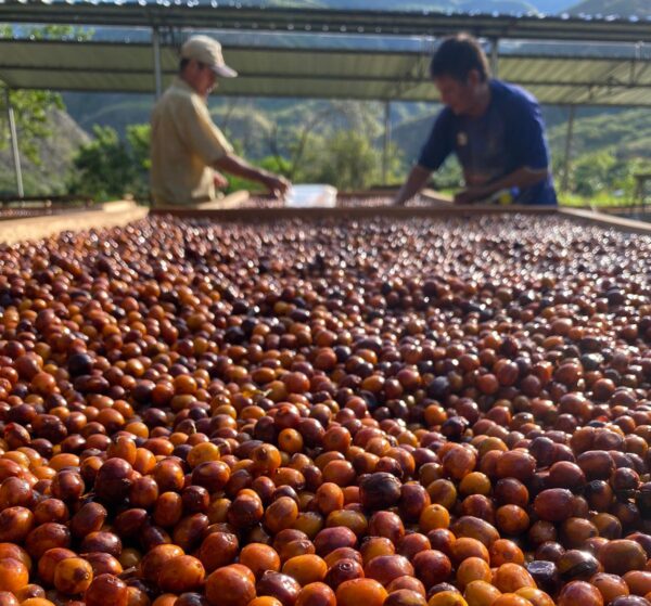 Coffee producer specialty coffee